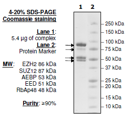EZH2/EED/SUZ12/RbAp48/AEBP2 wild-type active Complex Human, recombinant (cat. nr 51004, BPS tebu-bio)