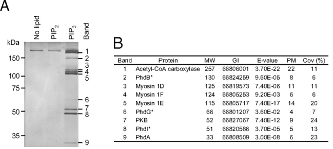 Pull-down assays - discovery of protein partners to a known lipid Echelon tebu-bio