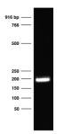 Biotynylated Nucleosome Assembly 601 Sequence DNA tebu-bio