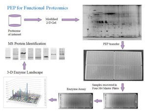 Array Bridge PEP for Functional Proteomics at tebu-bio