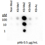 Rockland Anti-histone H3 [Dimethyl Lys9] Antibody specificity by Dot blot cat nr 600-401-I70