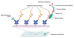 EpiCypher's EpiGold™ Histone Peptide Arrays
