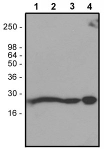 Anti RhoA Human in WB analysis Cytoskeleton tebu-bio ARH03