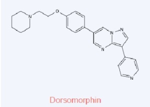 Dorsomorphin
