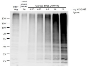 TUBE agarose to detect and purify poly-ubiquitinated proteins - tebu-bio