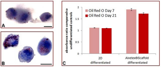 Figure 5: Cell growth on Alvetex®Scaffold enhances adipogenic differentiation of rat MSCS compared to conventional 2D culture. Data show: Oil Red O staining for lipid droplets in cells grown in (A) conventional 2D culture, or (B) 3D culture on Alvetex®Scaffold. Cells were detached from their corresponding growth substrate using trypsin and subsequently cytospun onto glass slides prior to staining; (C) Quantitation of Oil Red O staining for lipids isolated from cells grown in 2D or 3D culture over 21 days. Data represent the average ratio of absorbances at 490 nm between differentiated and undifferentiated cultures, n=3, ±SEM. Scale bars: 10 µm (A,B).