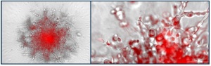 MMP-14 activity assay with EnSens technology in live-cell imaging. Enzium BioTek tebu-bio