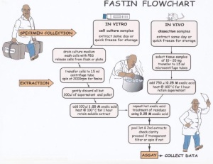 Fastin flowchart
