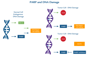 PARP1 and DNA damage