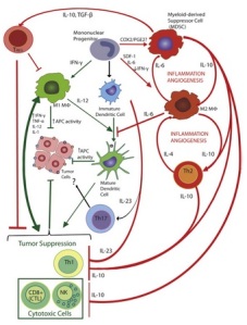 Immunosurveillance: Crosstalk between cancer and immune cells